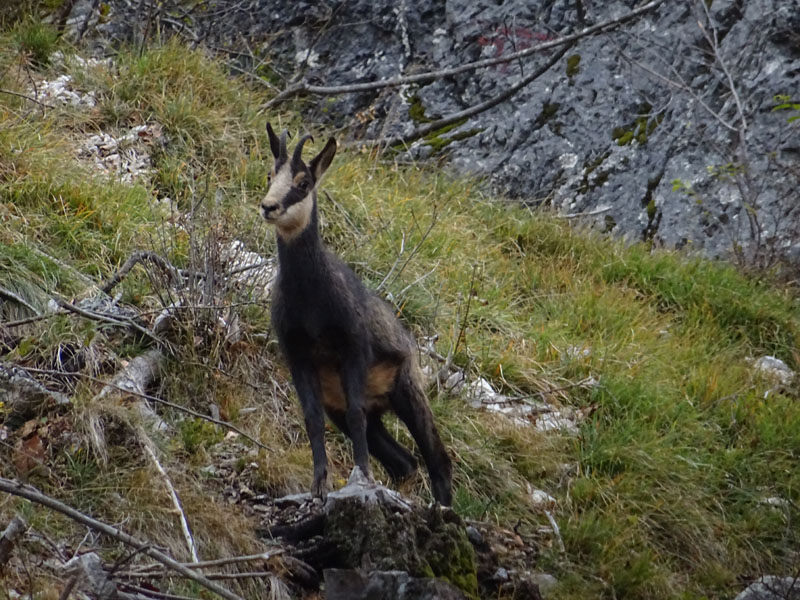 Rupicapra rupicapra.....dal Trentino Alto Adige